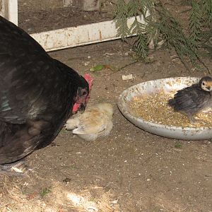 Juno with her two week old chicks.