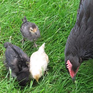 Juno with her two week old chicks.