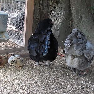 Blueberry & Blackberry with their week old chicks