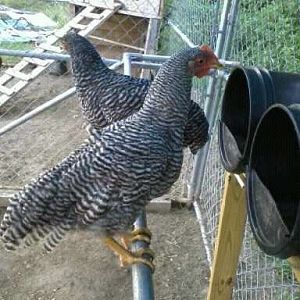 young barred rock rooster