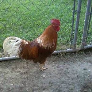red sexlink rooster needs a home free
