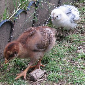 EE & Spitz chick - two weeks.