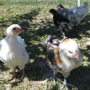 growing chicks..  Delaware and Ameracauna