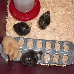 7/2 hatch 4 out of 13