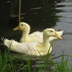 Cuddles and Waddles, wading in the water