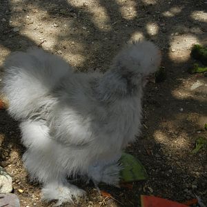 4 month old lavender, I believe it is a hen
