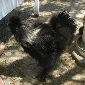 My new 6 month old silkie with the paint gene