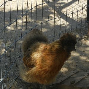 A nine month old partridge hen that i got from the same breeder as the lavenders, she is beautiful, sweet and a great layer.