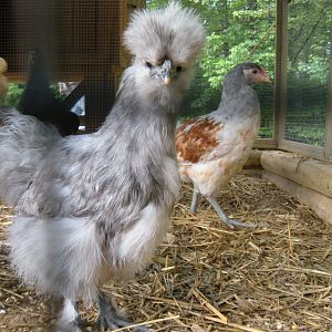 Anastasia The Silkie