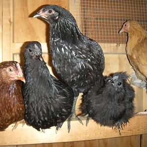 On The Roost:  Emma Kae, Medea, Carroll Faye, Little B, and Myrtle Lee