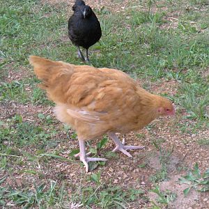 Trudy the Buff Orpington