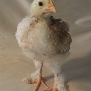 Wheaten Marans chick 3.5 weeks