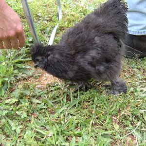 Little B, Silkie Rooster