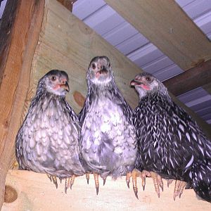 Our sweet babies at 8 weeks old.  So proud of them for learning to climb the ladder right into their coop in about 4 days!