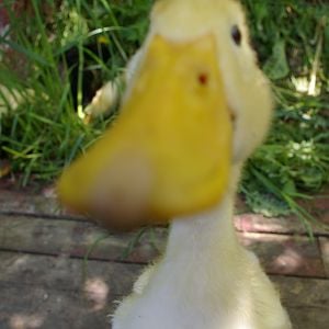 Silly ducks being silly! This one Pekin has fully imprinted on us and will look for us, call us (she started making a quack like noise at 6 days) and always come up nice and close to make sure she isnt missing anything.