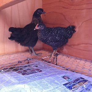 2 new additions. 1 easter egger and 1 barred rock.