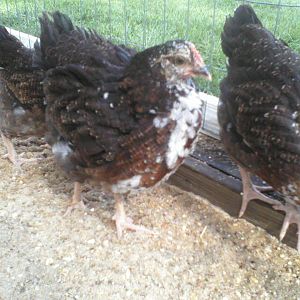 Speckled Sussex 8 weeks . Not sure if any are roosters.