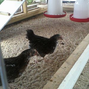 Speckled Sussex 8 weeks . Not sure if any are roosters.