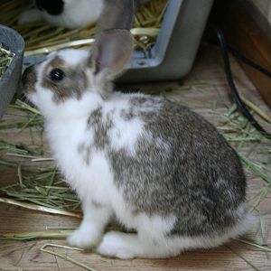 Bunny