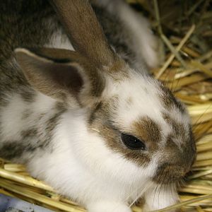 Bunny