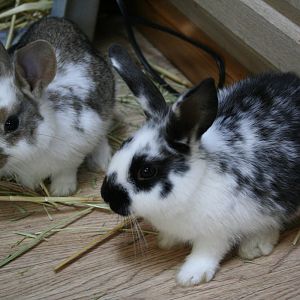 Bunny and Clyde