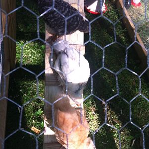 Ladies first time climbing down coop ladder