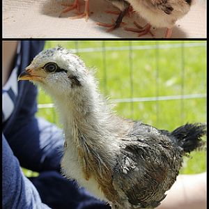 Beaker the Easter Egger at 2 days and 5 weeks old