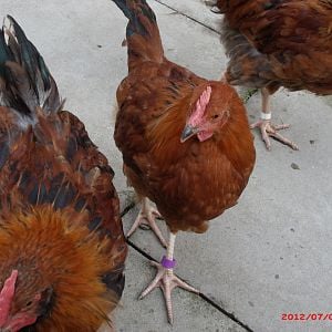 our red orington pullets