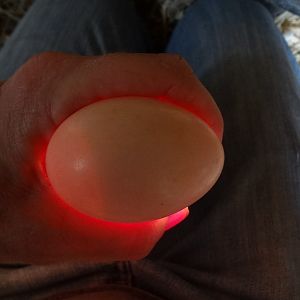 candling an egg about a week before hatch