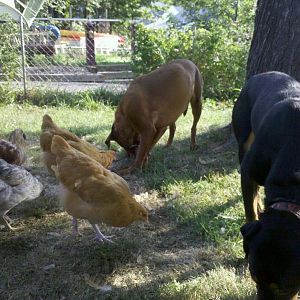 foragers of a feather flock together.