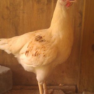 I was told she was a Rhode Island Red, Leghorn cross