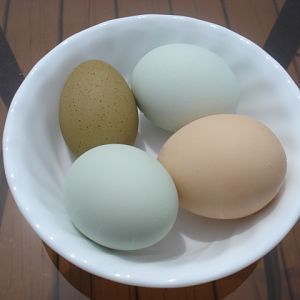 OE, Araucanas, Australorp egg