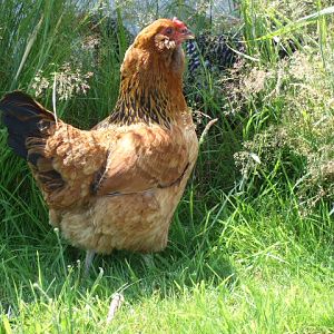 Hen, about 12 months old Americana type. 1.9Kg, started lay first week of new year, lays 6-7 per week always over 60grams even the first egg. Top of the pecking order for now and intent on staying there, but not overly aggressive. (all others are under 5 months)