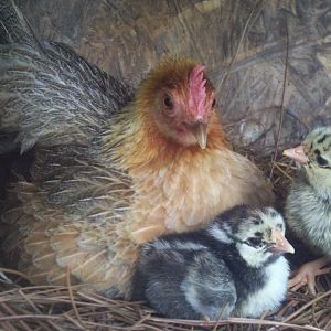 mixed bantam momma hen with 'her' 2 slw chicks