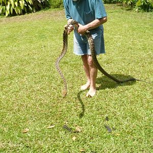 snake caught in coop, number 12 for the year