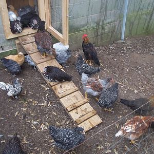 the little white and black one on the right is the sebright roo, the white and black on the left is his hen