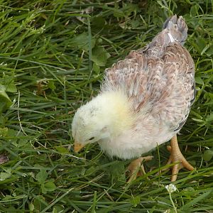 Darker Blue Red Cubalaya - 3 1/2 weeks old