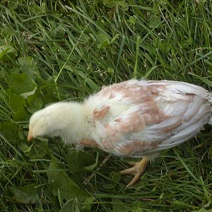 Lighter Blue Red Cubalaya - 3 1/2 weeks old