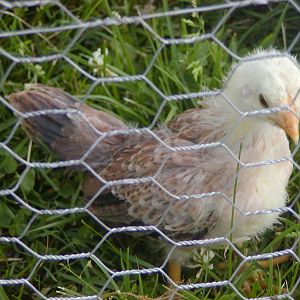 Darker 3 1/2 week old Blue Red Cubalaya