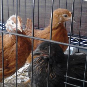 Rue, Red & Bunzie - our 7 week old chicks.  First try at this...Fond memories of my grandmother's chickens.  Now I need all the info I can gather from the rest of you.