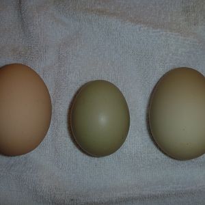 eggs... L-R: BO, EE (pullet), OE, July 2012