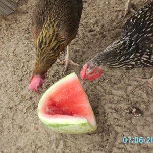 checking out the watermelon rind I left for them