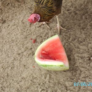 & checking out the watermelon