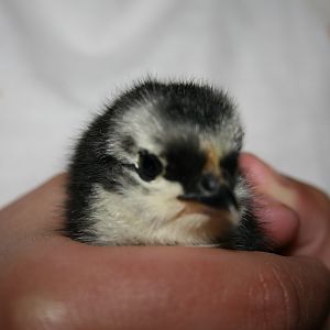 We got our second order of chicks (just 2), a week after the first 4 arrived. Two Black Astralorps.  Very cute.  This one is Ms. Popper (as in penguin.)