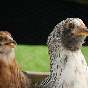 Now almost 3 months old, our two Araucauna's are quite stunning and their head  carriage is very regal.  Their markings remind me of a hawk or eagle.