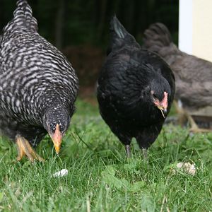 A Barred Plymouth with a Black Astralorp....and one the Ara's in the background.