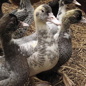 Muscovies at about 6 weeks old.
