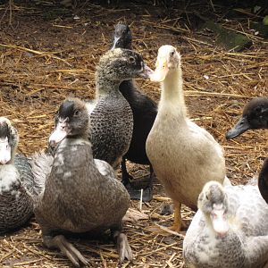 muscovy and runner ducklings
