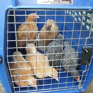 I brought my little flock home in a dog carrier. There are two older (approx 12 weeks) gilrs and 4  younger (18-10 weeks-old). 3 are Buff Orppingtons, 2 are Barred Rocks and the last girls is an indeterminate bred, but is very sweet and talkative too. They arrived the last week of June 2012. They settled in quite happily.