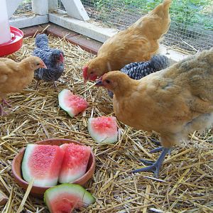 Watermelon for the 4th of July! They love it!